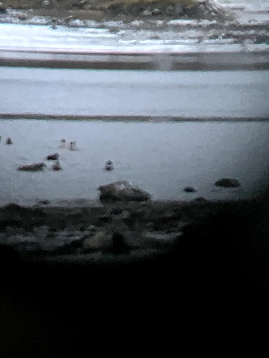 Basahatea - ML645632674