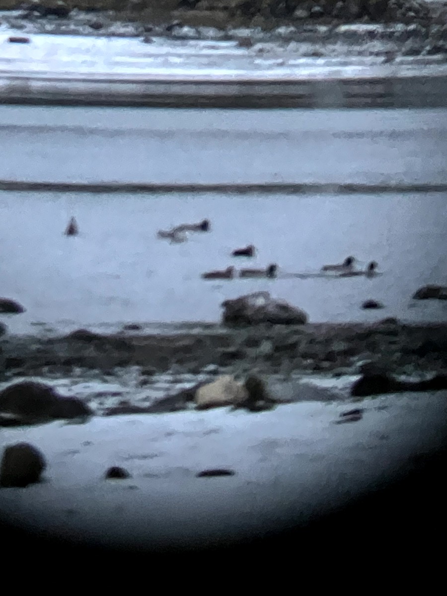 Basahatea - ML645632675