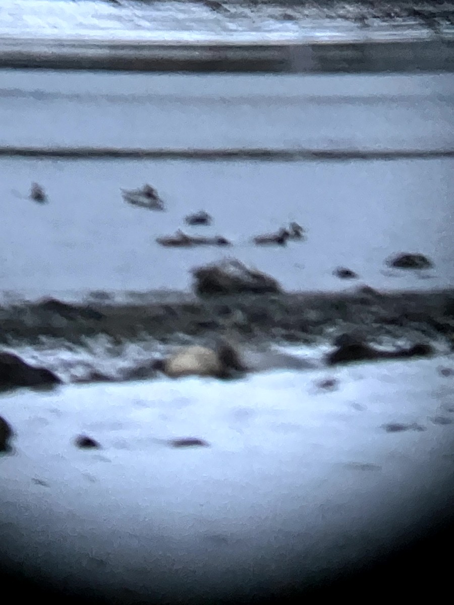 Basahatea - ML645632676