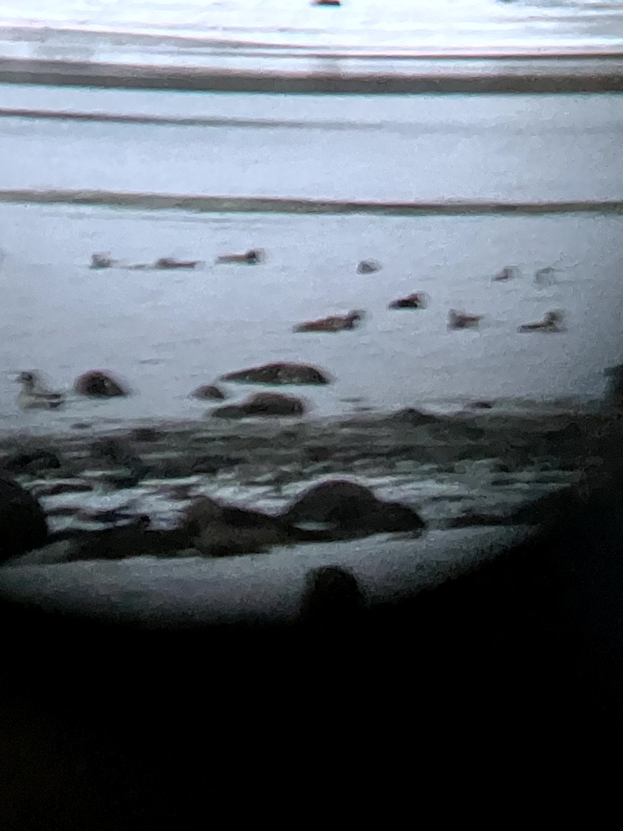 Basahatea - ML645632677