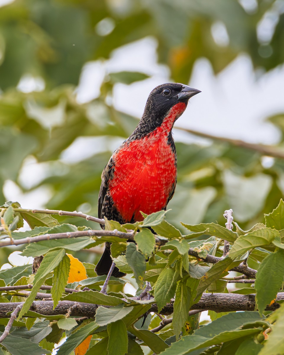 Red-breasted Meadowlark - ML645632686