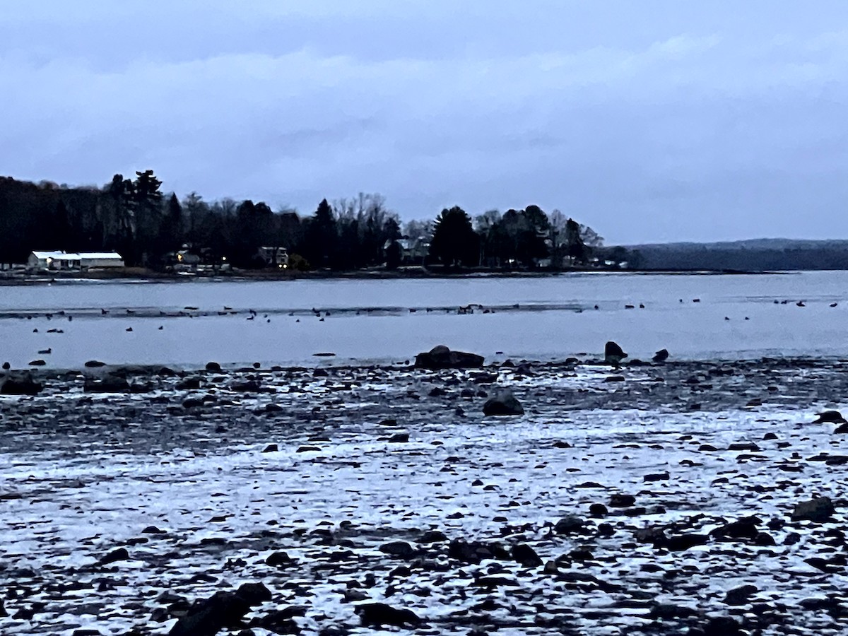 Basahatea - ML645632693