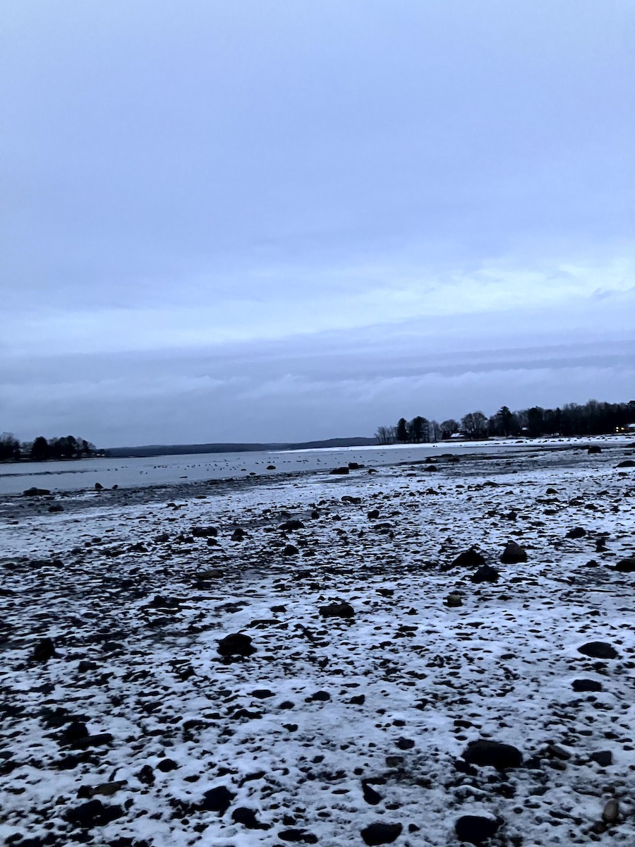 Basahatea - ML645632694