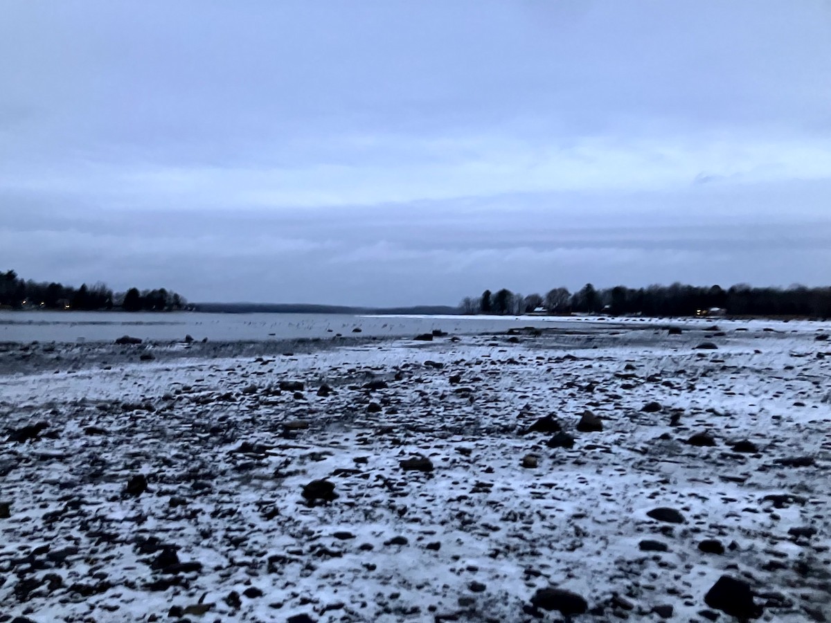 Basahatea - ML645632696