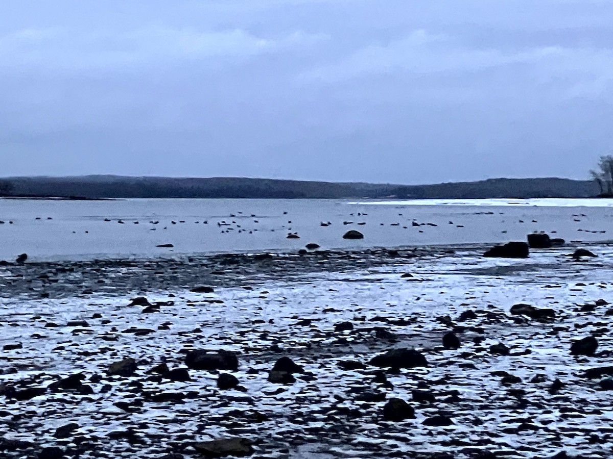 Ánade Azulón - ML645632697