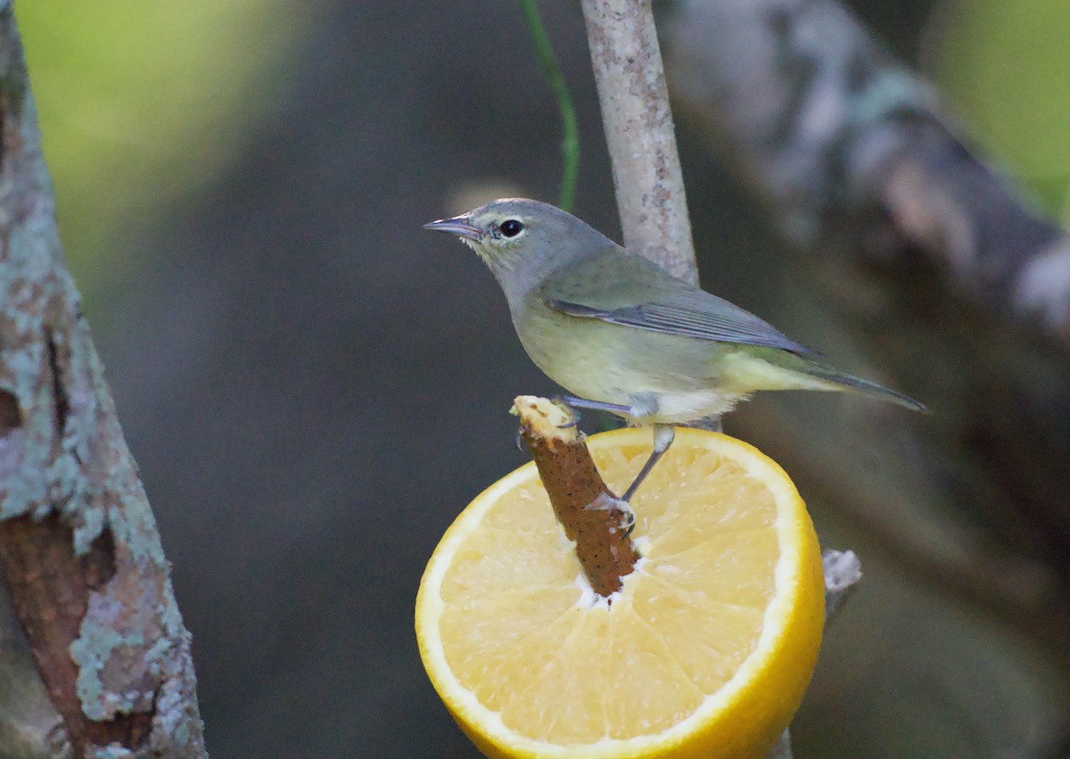 Reinita Coroninaranja (celata/orestera) - ML645632698