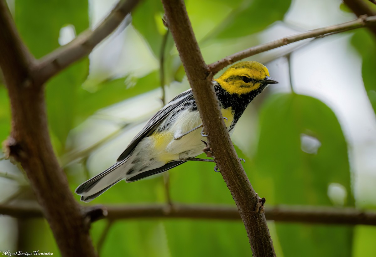 Reinita Dorsiverde - ML645632699