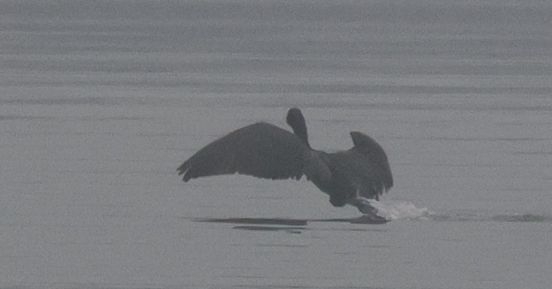 Cormorán Grande - ML645632700