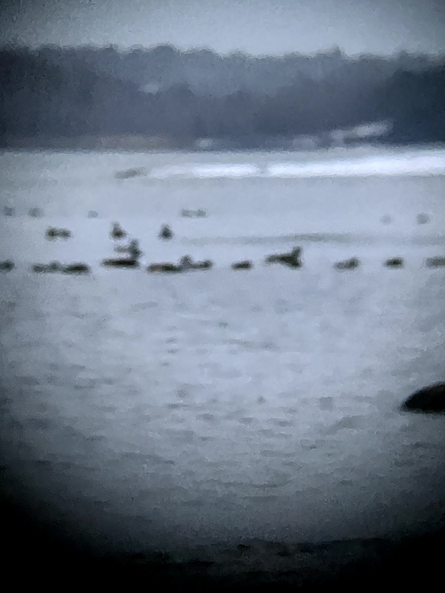 Ánade Azulón - ML645632701