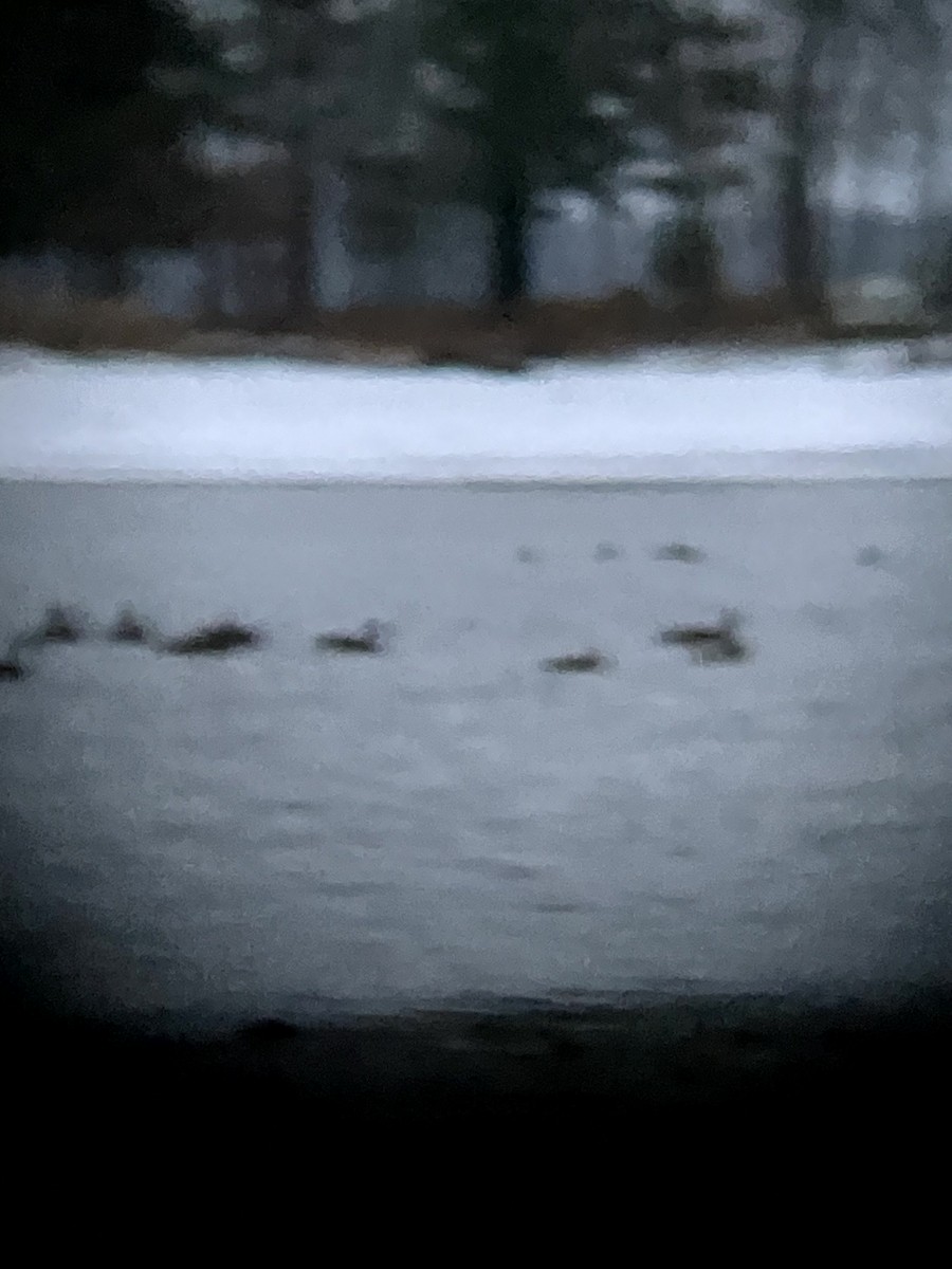 Ánade Azulón - ML645632702