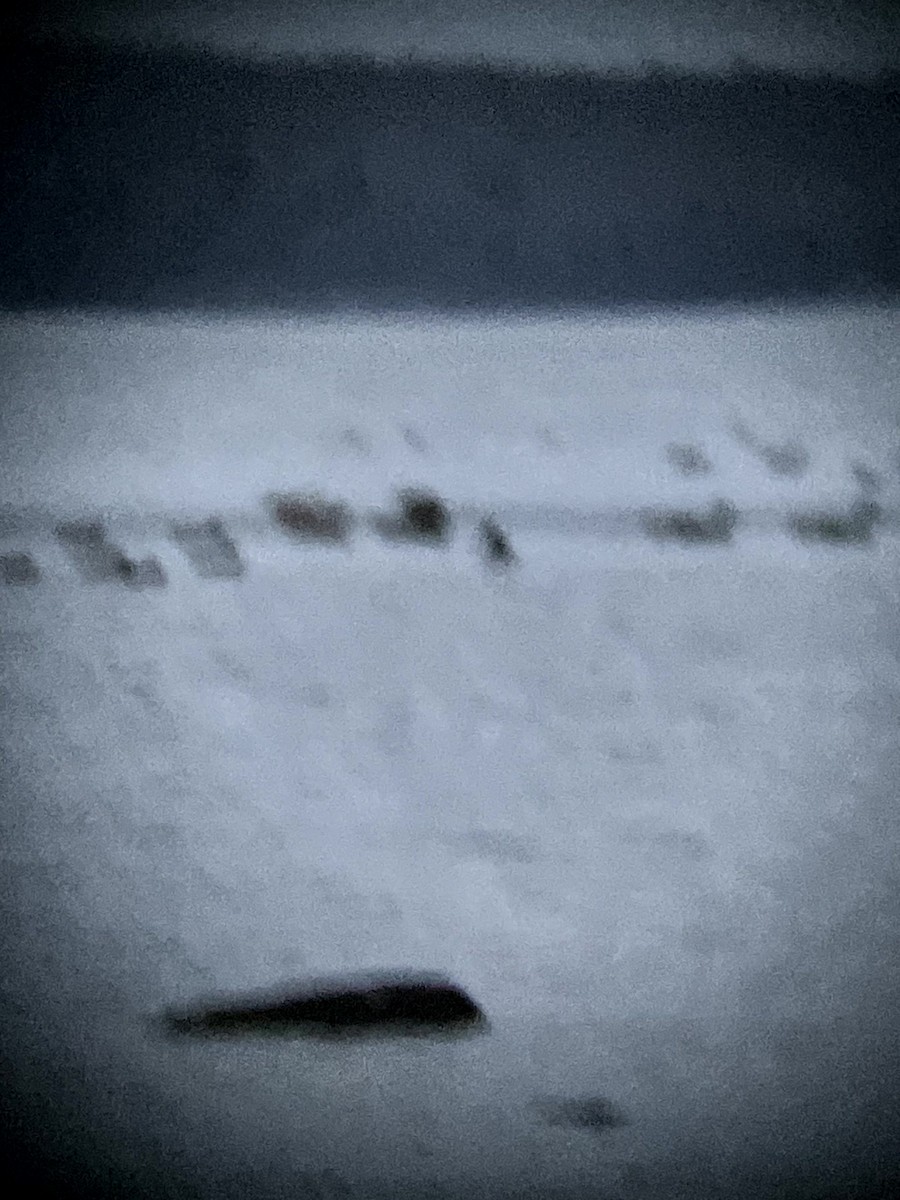 Ánade Azulón - ML645632703