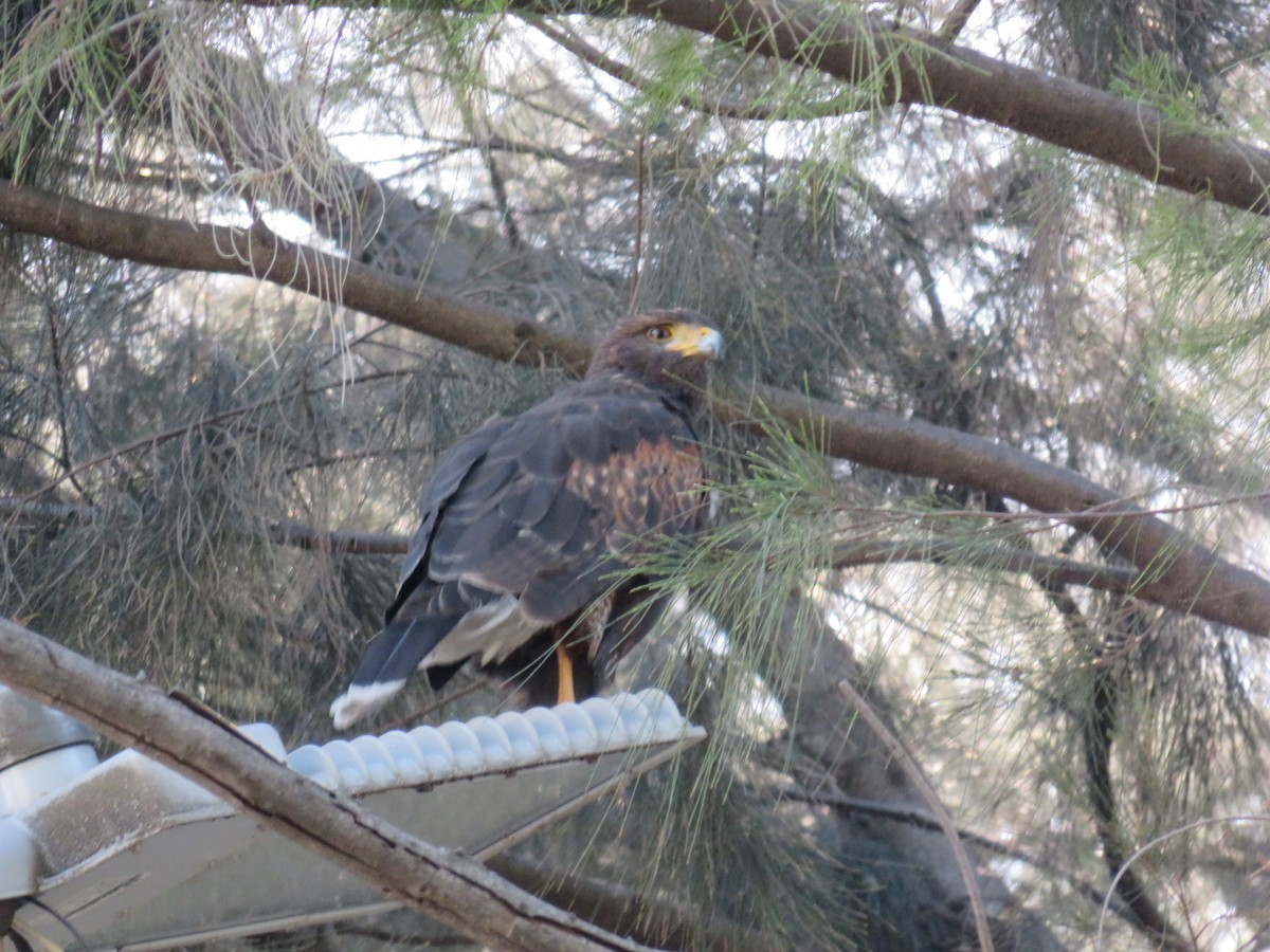 Busardo Mixto - ML645632704