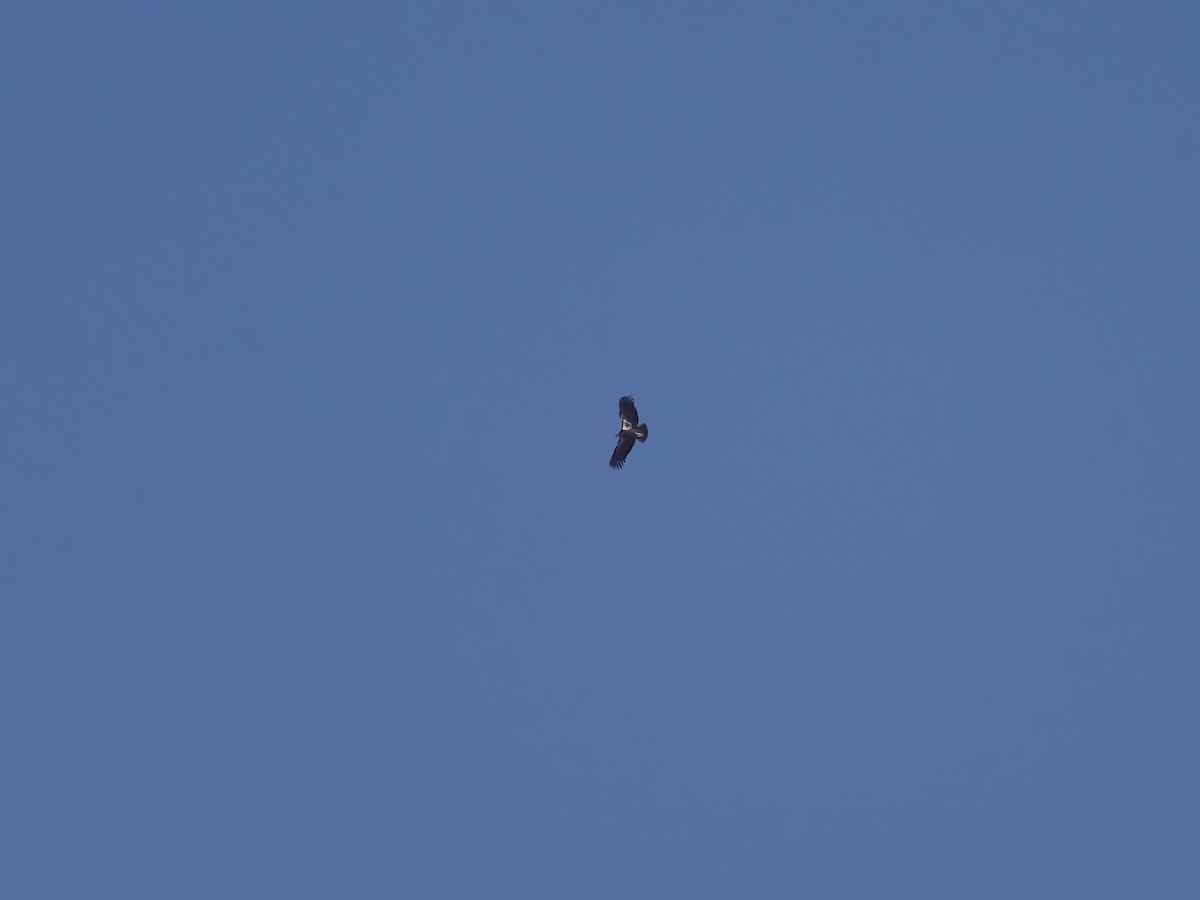 Cóndor Californiano - ML645632705