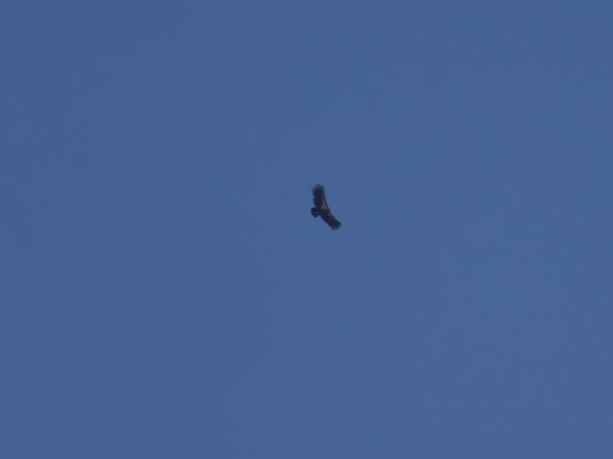 Cóndor Californiano - ML645632706