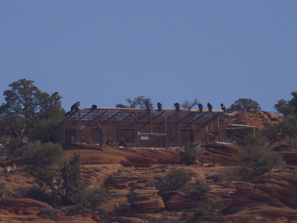 Cóndor Californiano - ML645632707