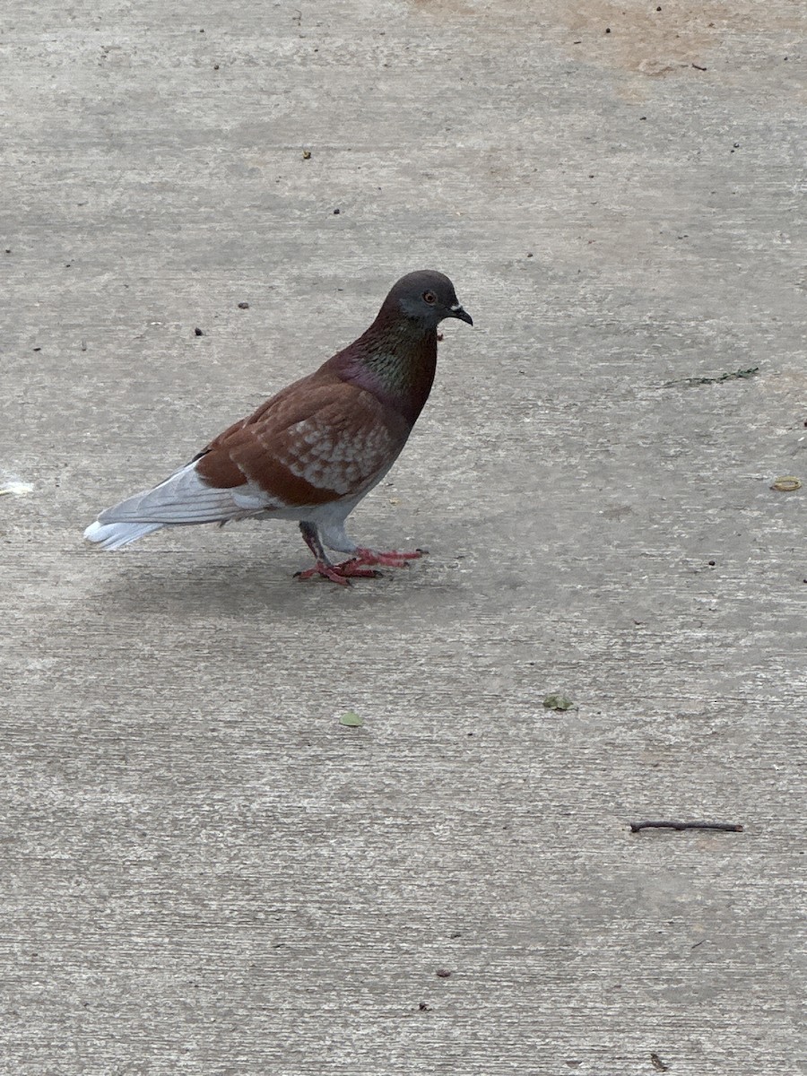 Paloma Bravía (variedad doméstica) - ML645632708