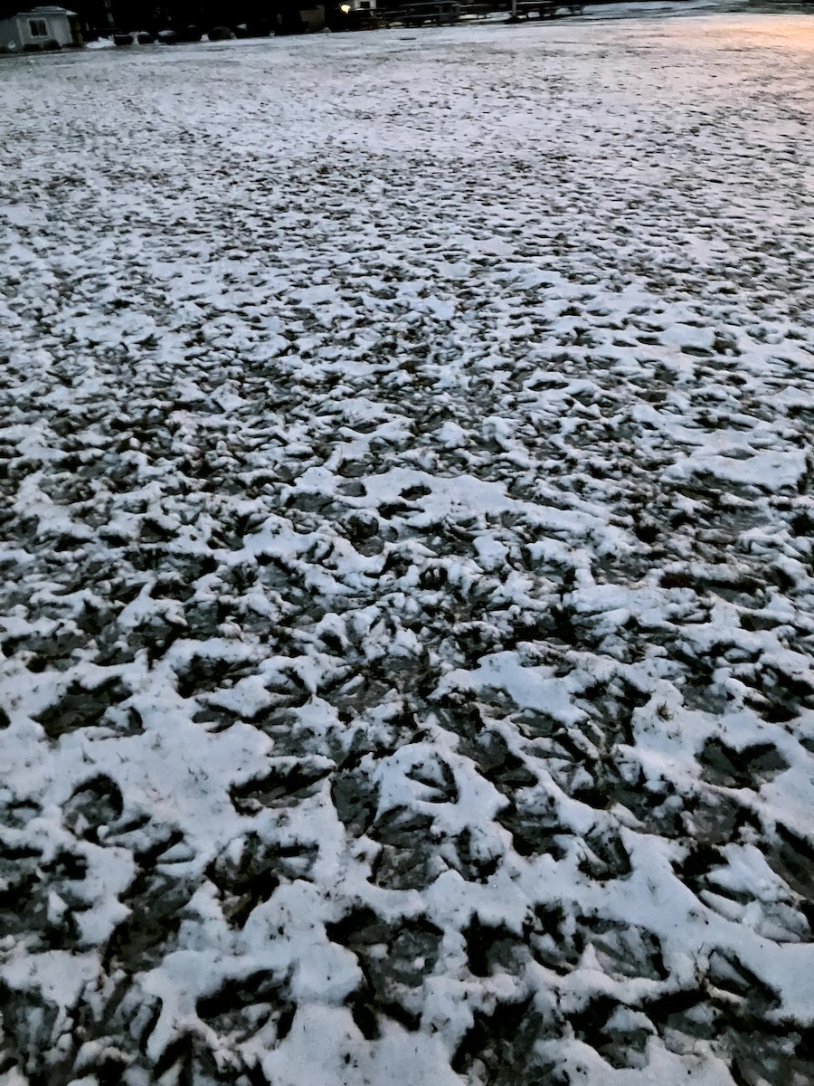 Barnacla Canadiense Grande - ML645632709