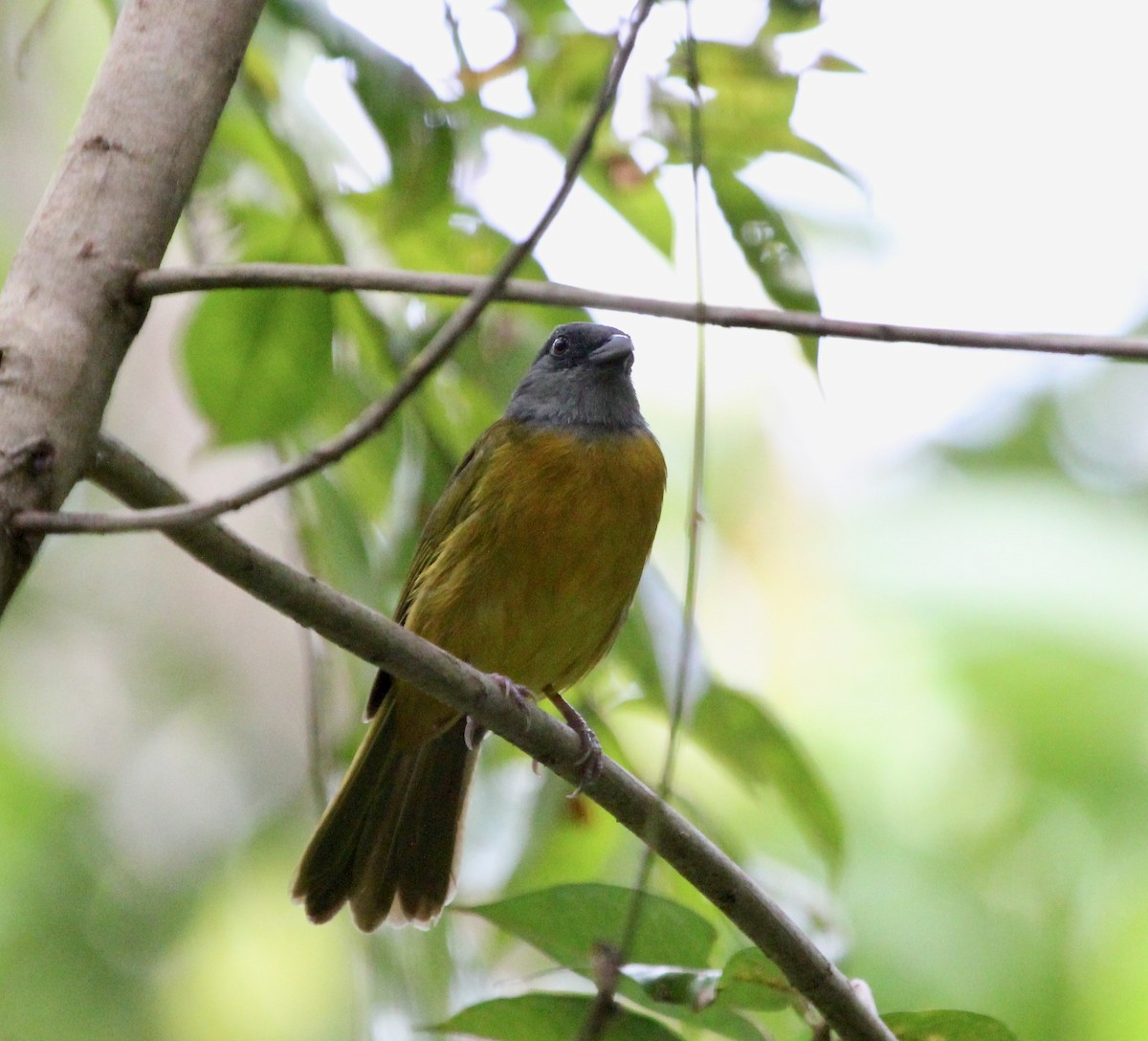 Tangara Cabecigrís - ML645632710