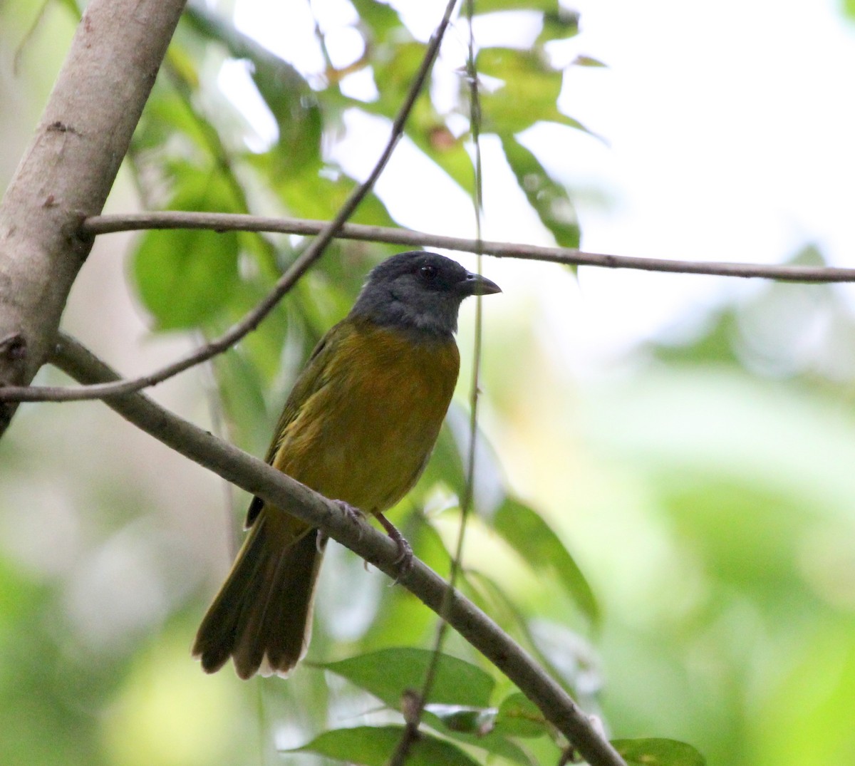 Tangara Cabecigrís - ML645632711