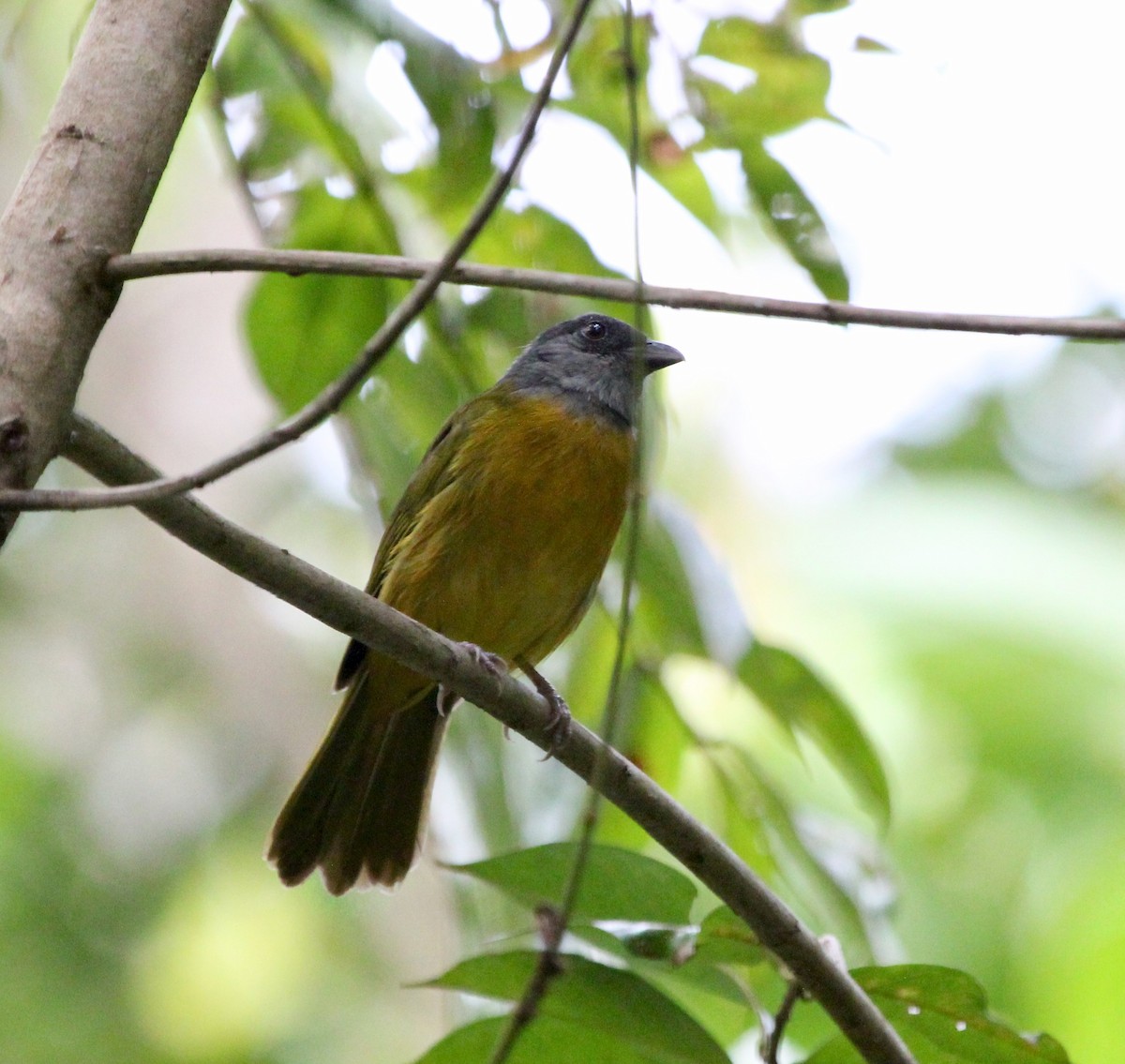 Tangara Cabecigrís - ML645632712