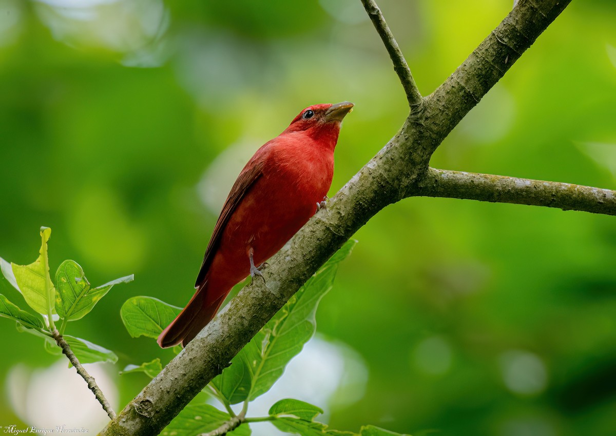Piranga Roja - ML645632715