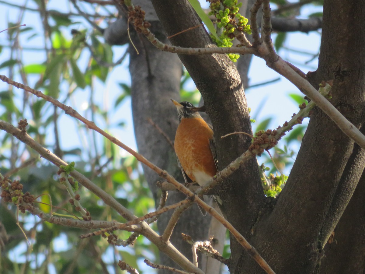 Zorzal Americano - ML645632716