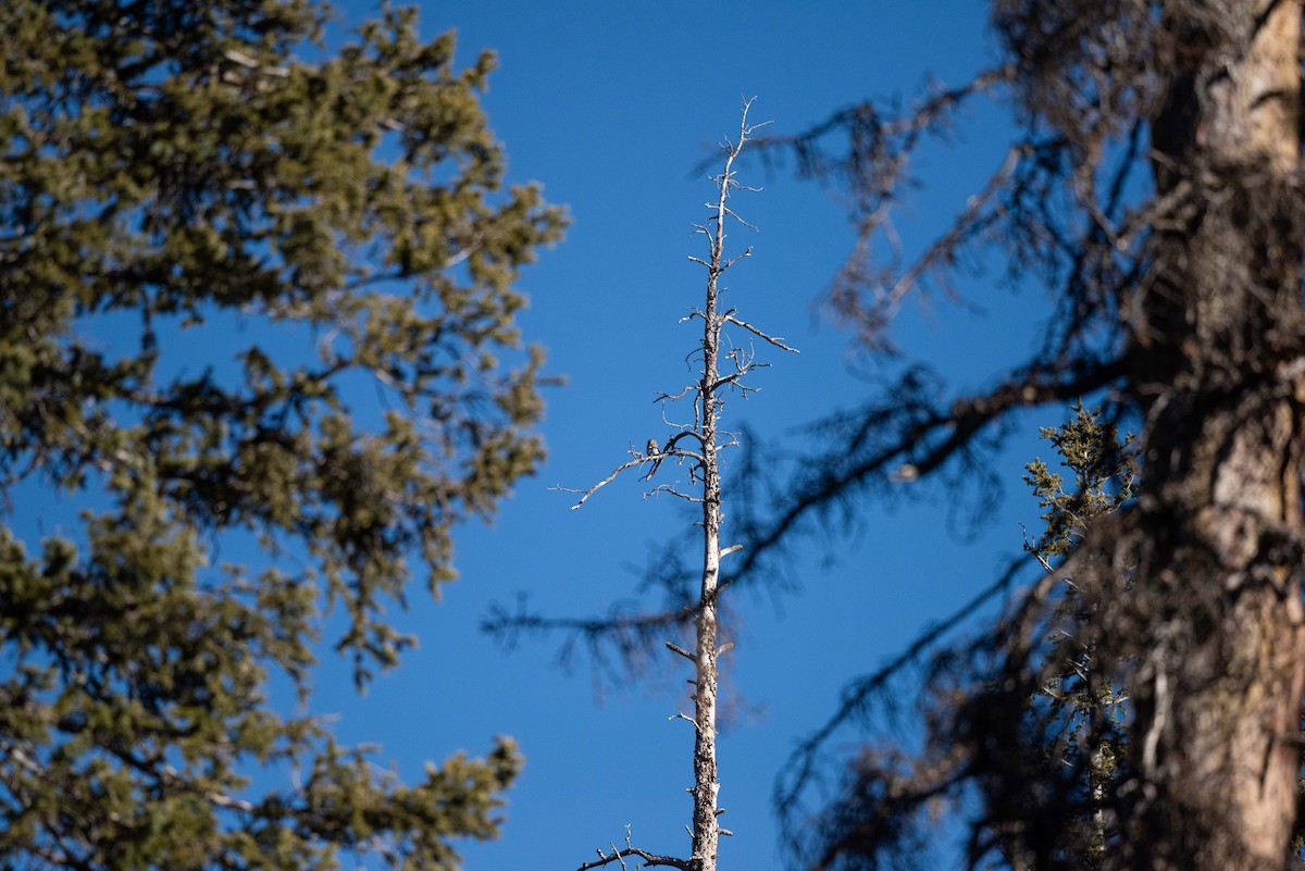 Mochuelo Gnomo - ML645632717