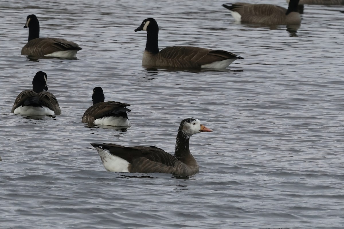 Ánsar sp. (variedad doméstica) x Barnacla Canadiense Grande (híbrido) - ML645632718