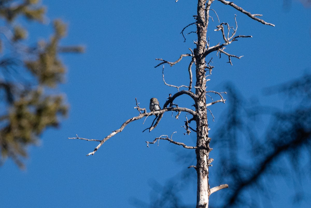 Mochuelo Gnomo - ML645632719