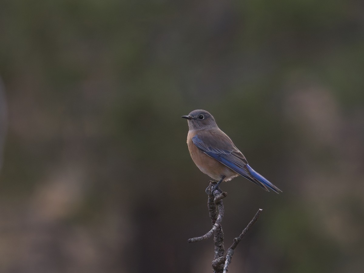 Azulejo Occidental - ML645632720