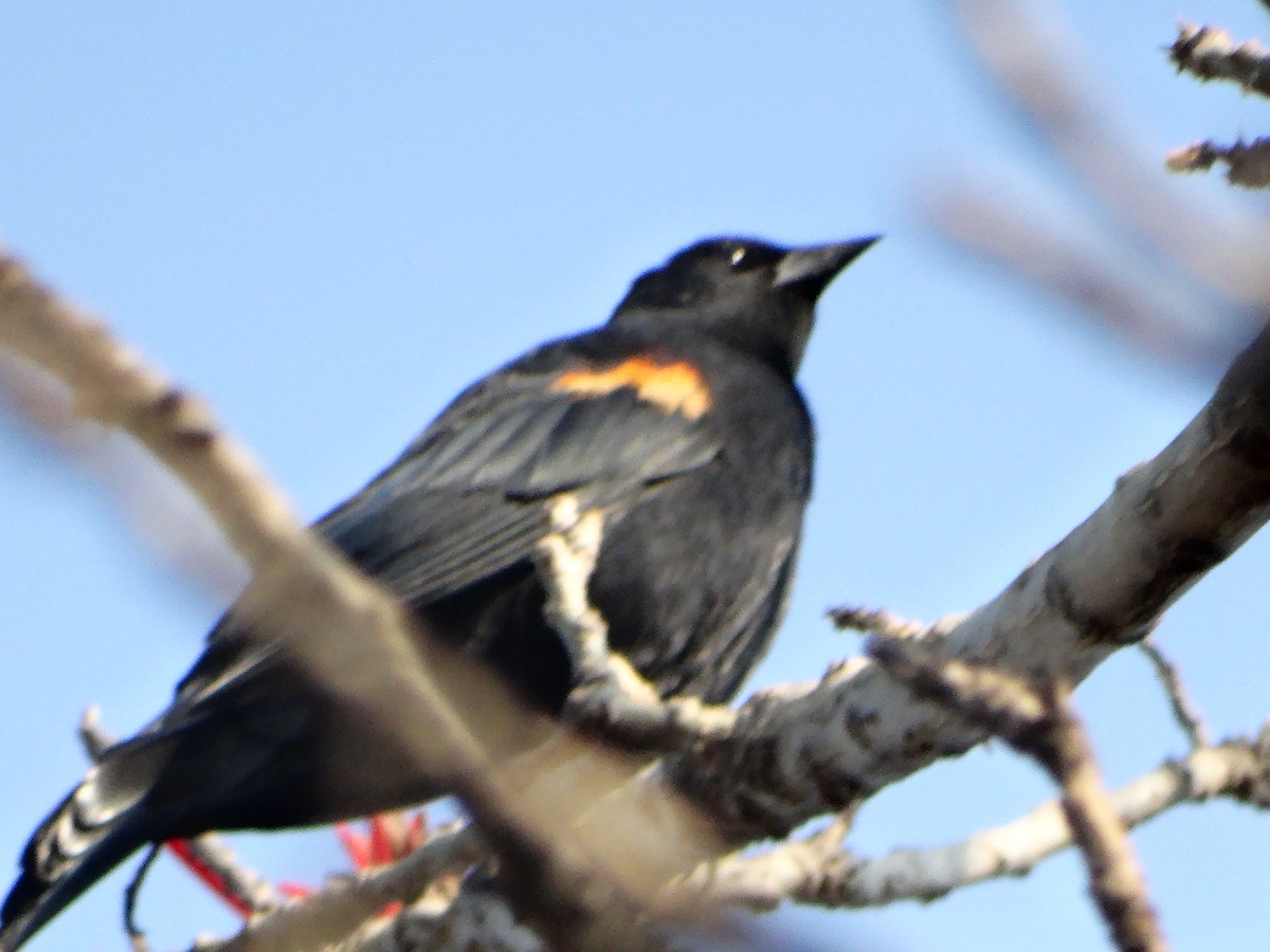 Tordo Ojirrojo - ML645632721