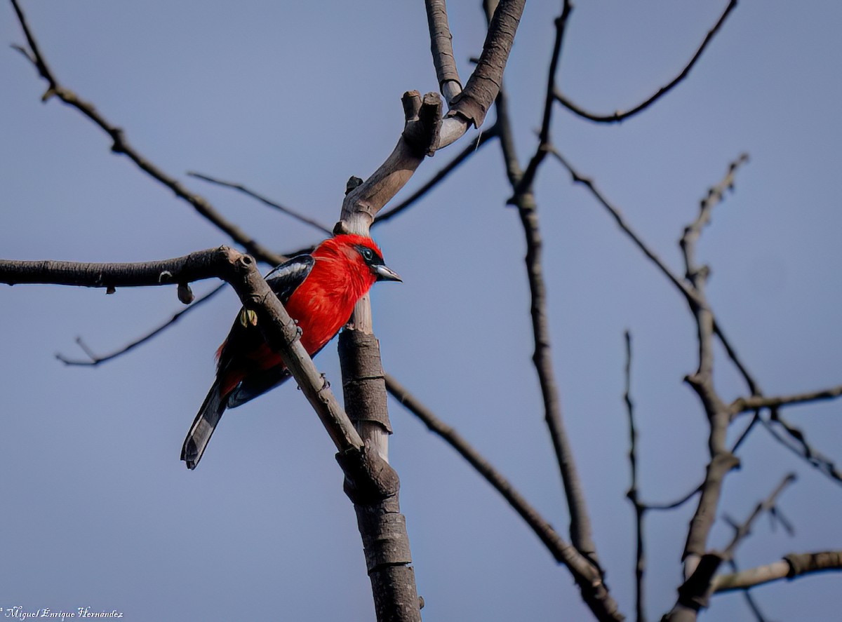 Piranga Aliblanca - ML645632722