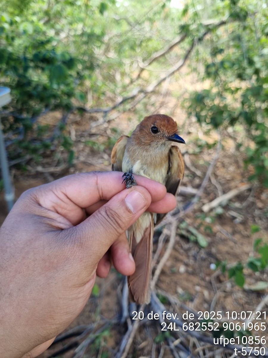Burlisto Gorjigrís - ML645632723