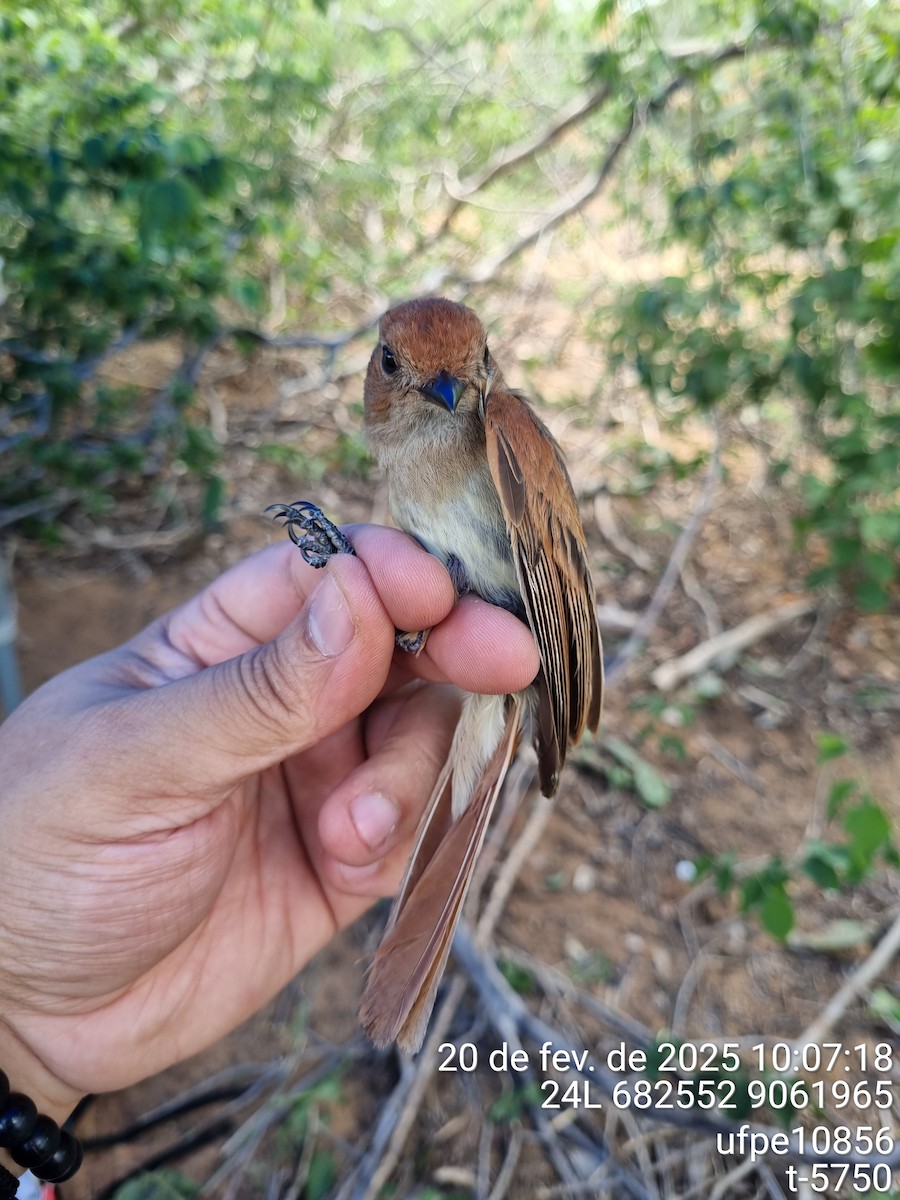 Burlisto Gorjigrís - ML645632724