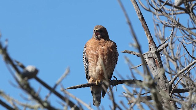 Busardo Pechirrojo - ML645632725