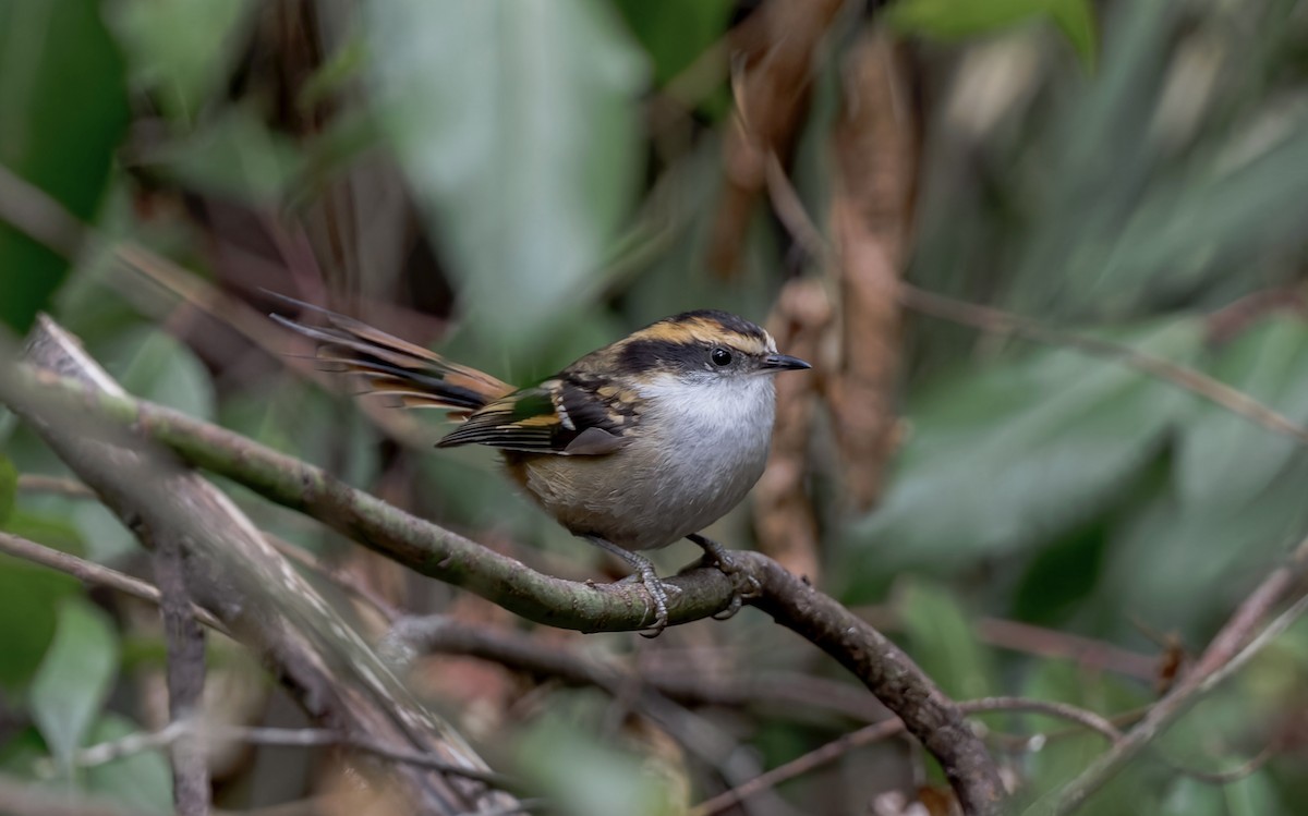 Rayadito Común - ML645632726