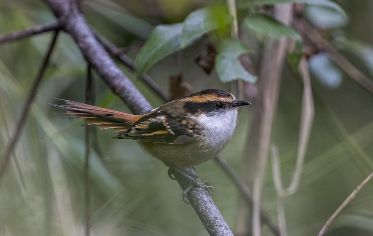 Rayadito Común - ML645632727