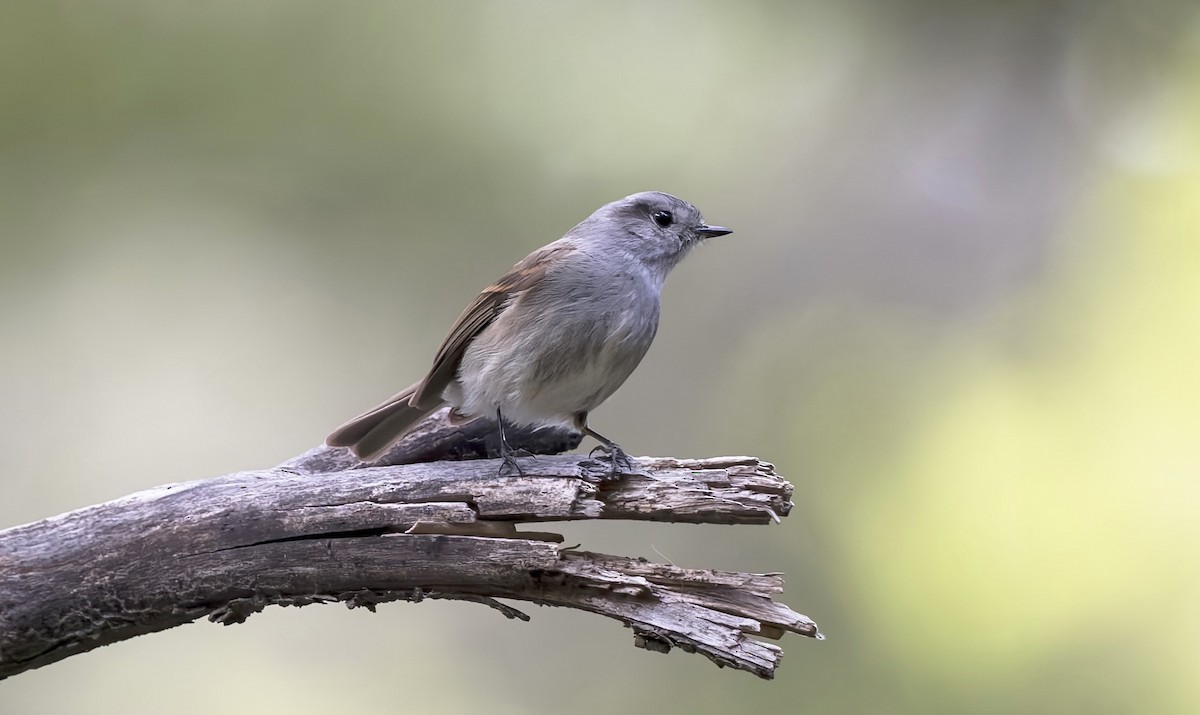 Peutrén - ML645632728