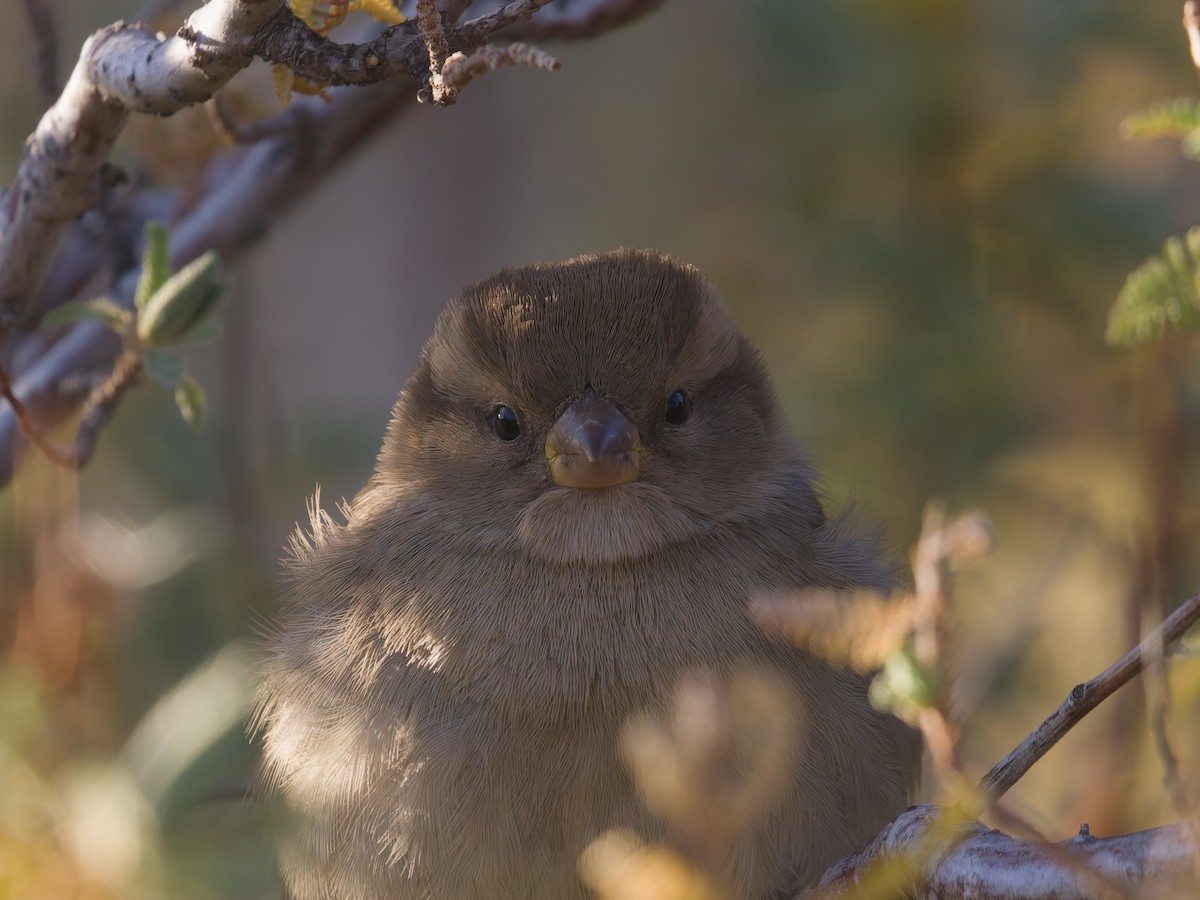 Горобець хатній - ML645632744