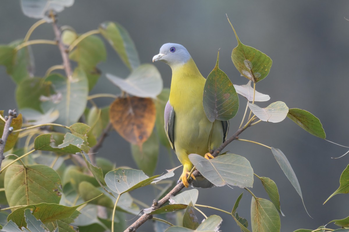 Вінаго жовтошиїй - ML645632745