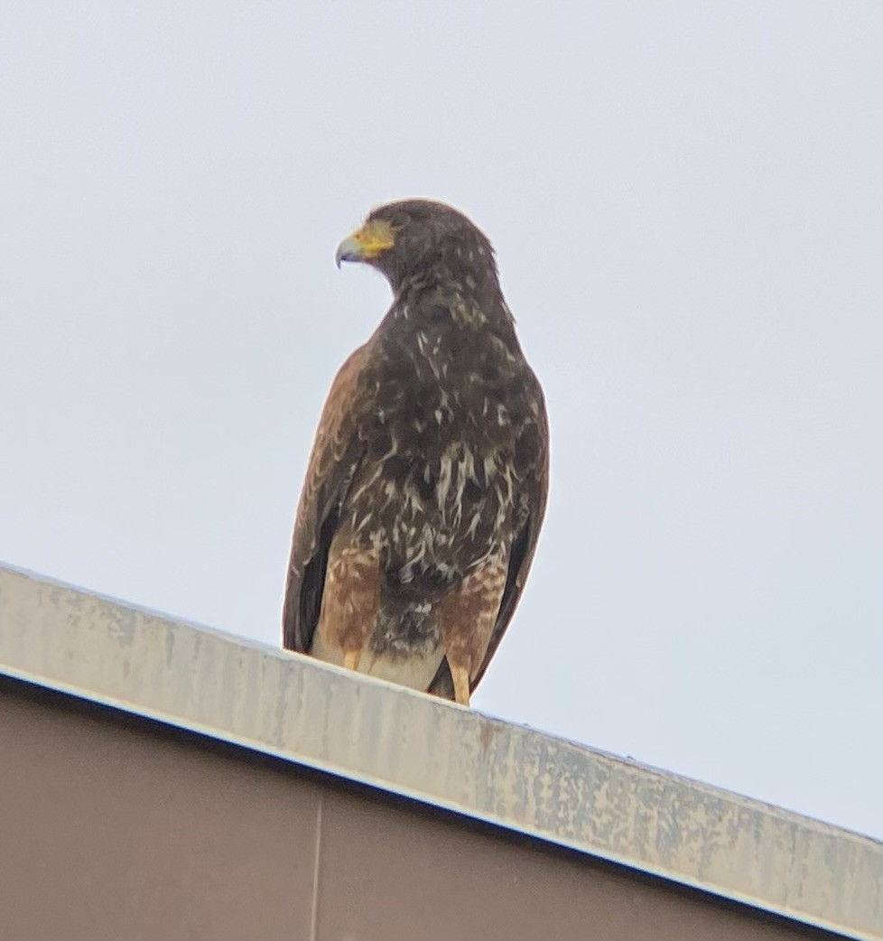 Канюк пустельний - ML645632746