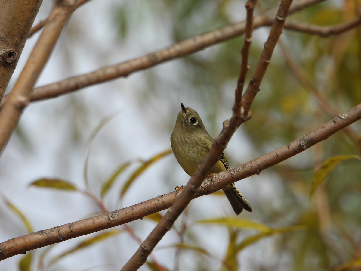 Ruby-crowned Kinglet - ML645632752