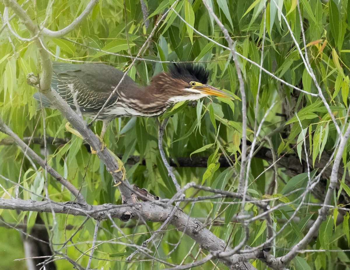 Чапля зелена - ML645632753