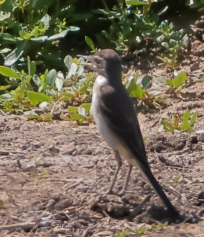 Eastern Yellow Wagtail - ML645632754