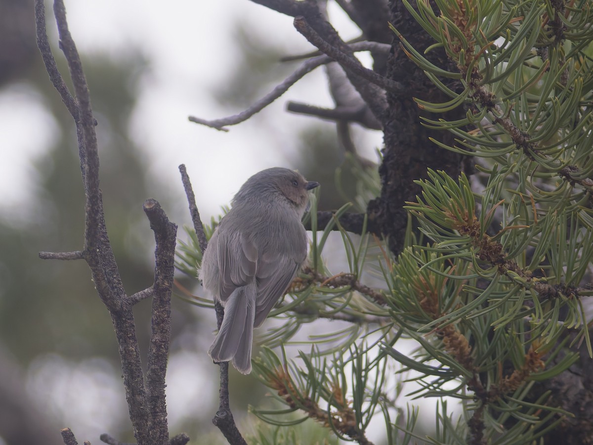 Ополовник американський - ML645632755