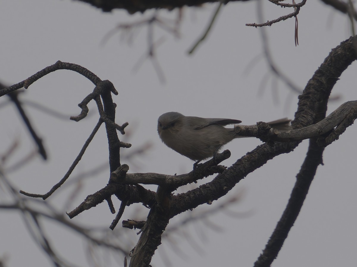 Ополовник американський - ML645632765