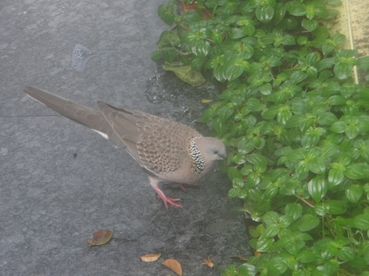 Горлиця китайська - ML645632766