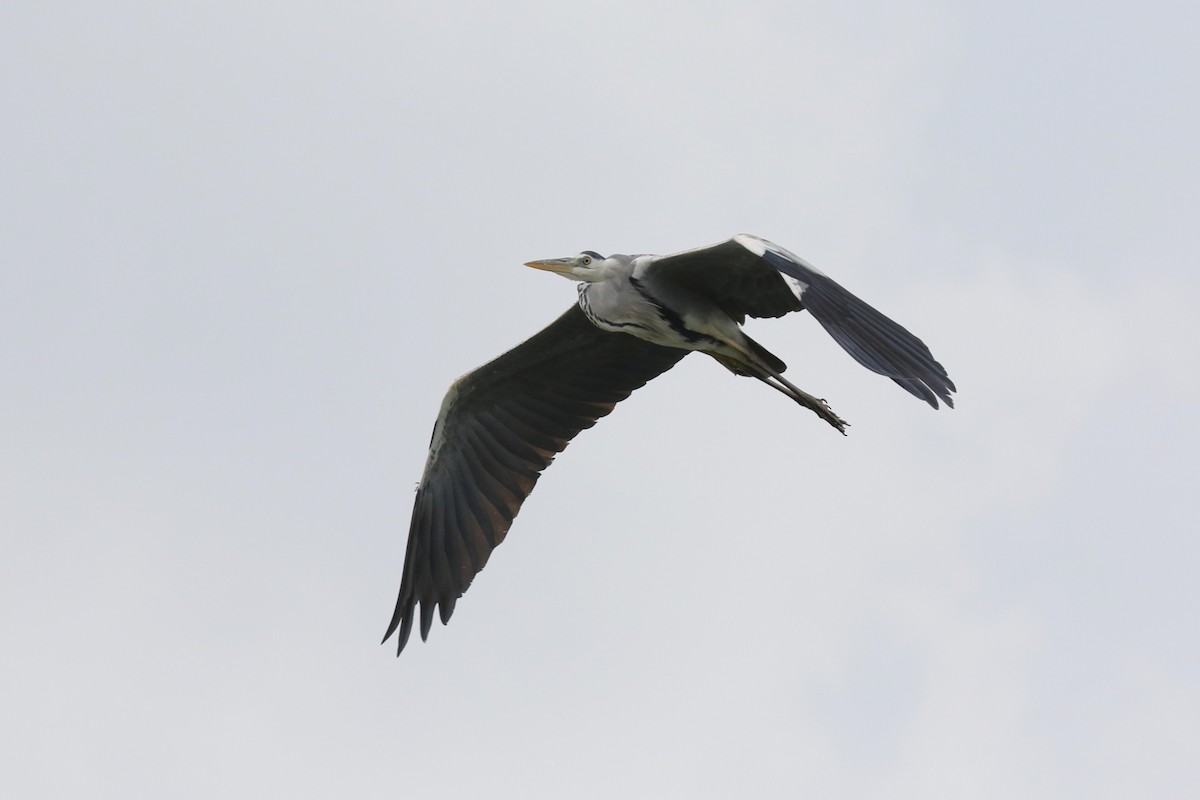 Чапля сіра - ML645632767