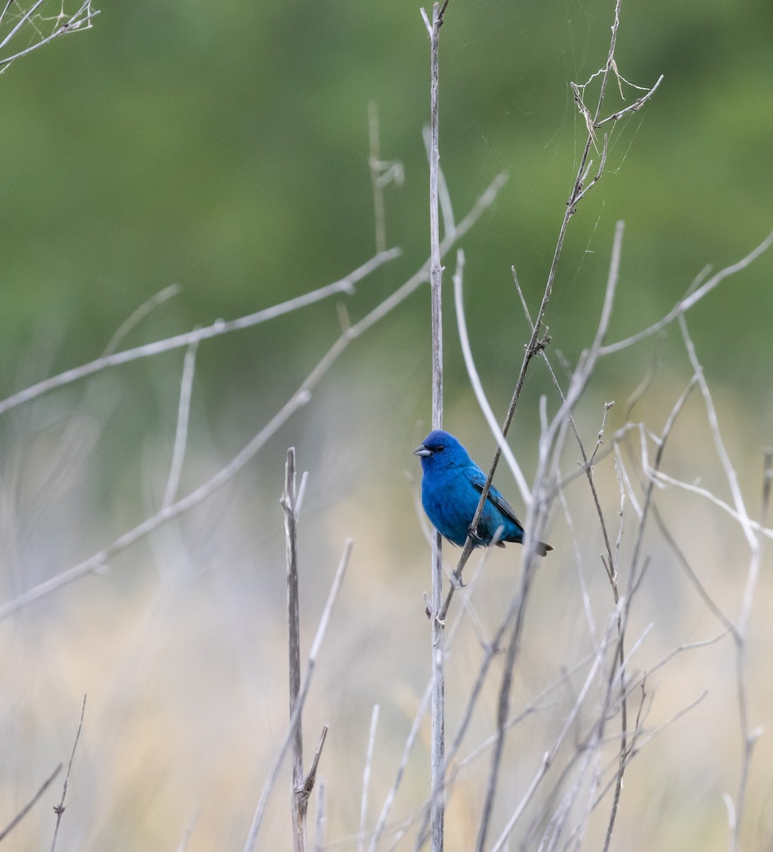 Скригнатка індигова - ML645632768