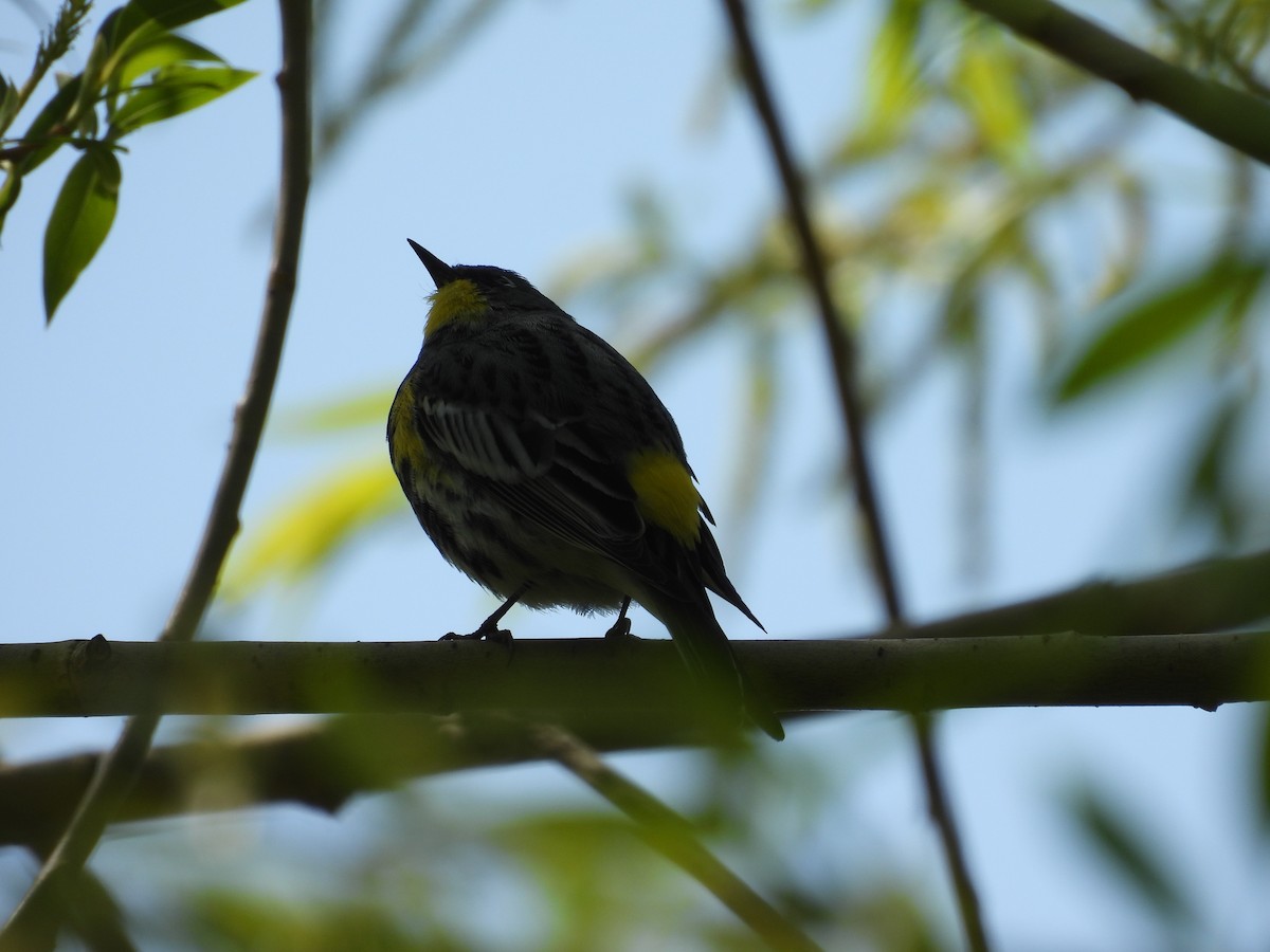Пісняр-лісовик жовтогузий (підвид auduboni) - ML645632769